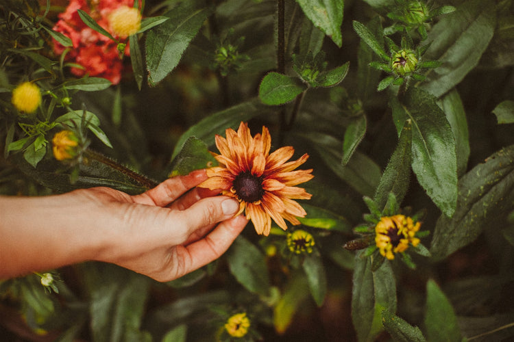 Terras Collectie - Ideaal voor in potten! | Tuinkabouter Chrisje