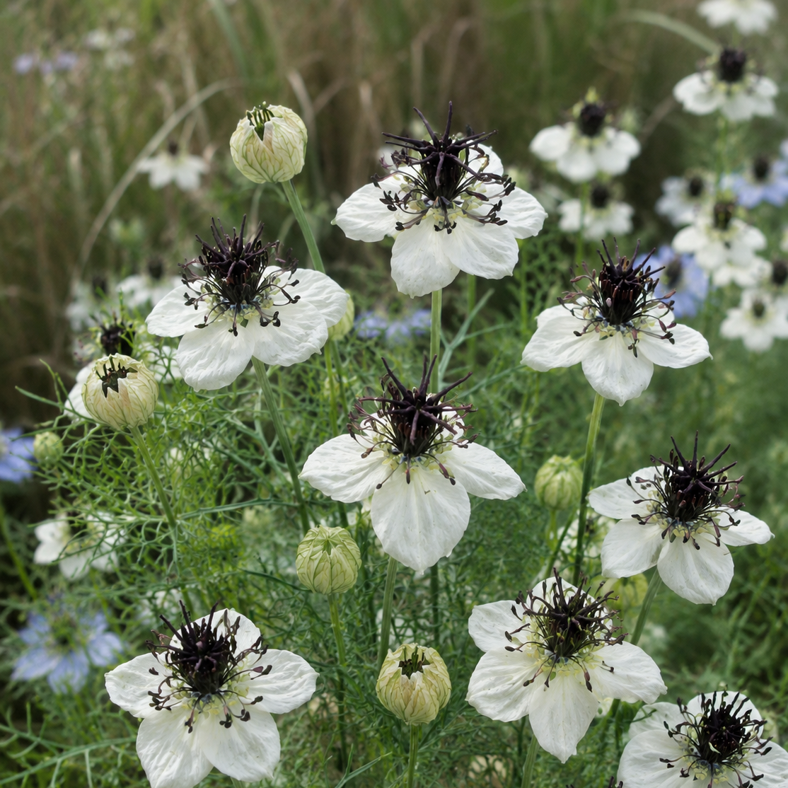 Nigella papillosa ‘Eclipse’ – Nigelle de Damas