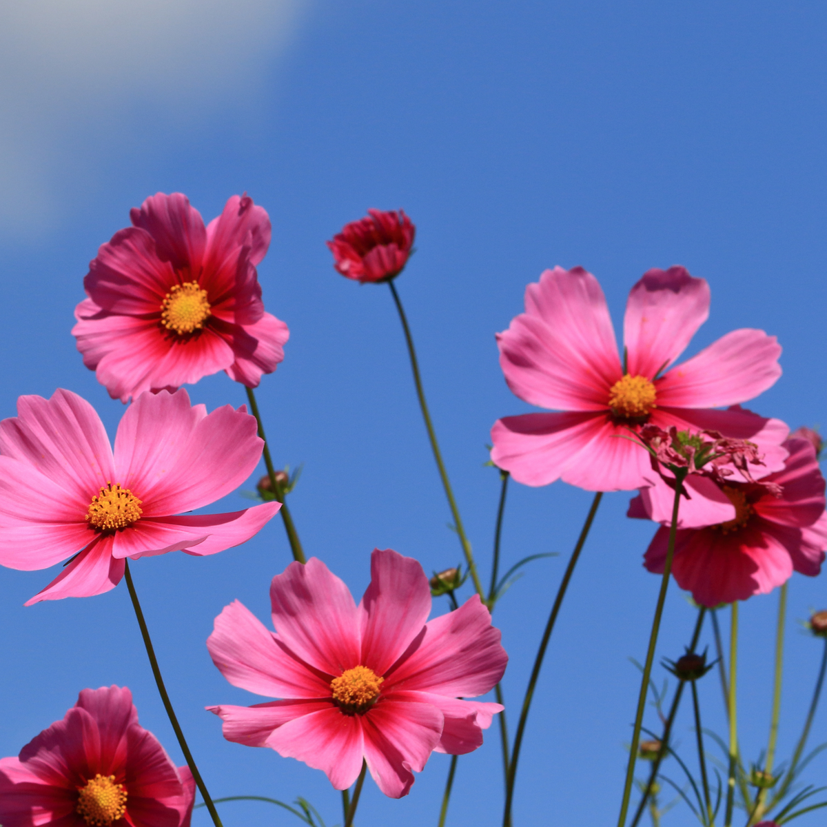 Cosmos ‘Antiquity’