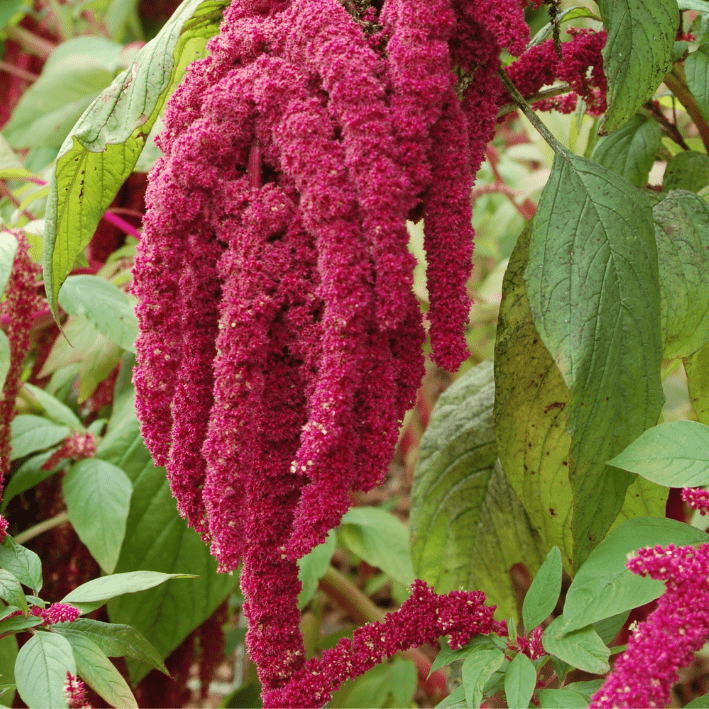 Amaranthus ‘Red’ – Amaranthus caudatus - Tuinkabouter Chrisje