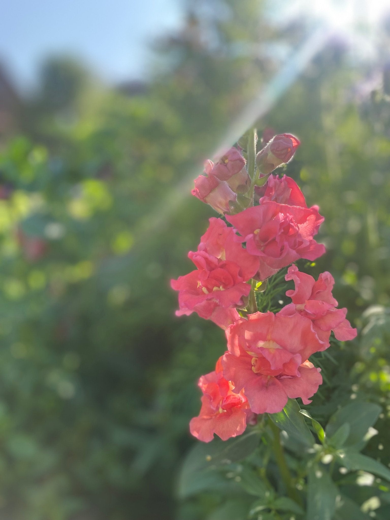 Antirrhinum Majus - Leeuwebek "Madame Butterfly Bronze" - Tuinkabouter Chrisje