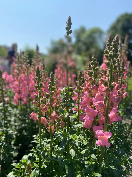 Antirrhinum majus - Leeuwebek Potomac "Early Pink' - Tuinkabouter Chrisje