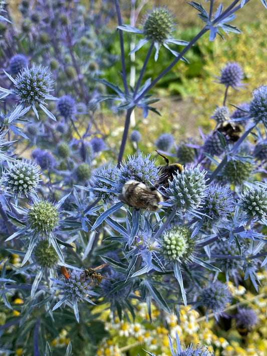 Eryngium Planum - Kruisdistel - Tuinkabouter Chrisje