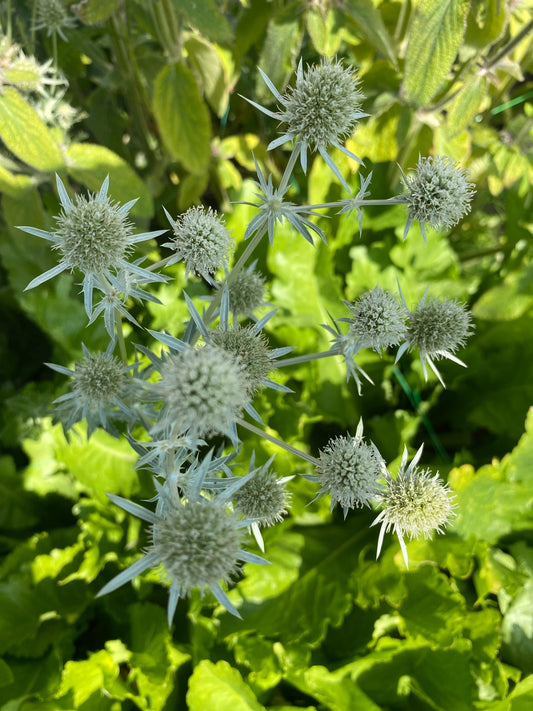 Eryngium Planum ' White Glitter' - Tuinkabouter Chrisje