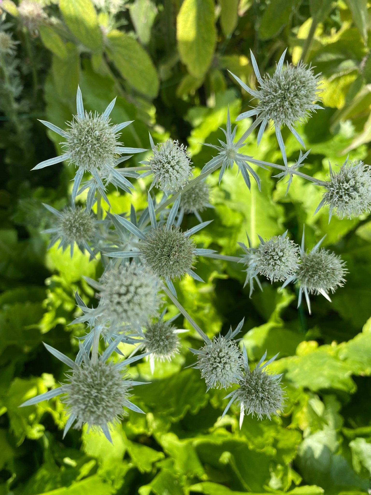 Eryngium Planum ' White Glitter' - Tuinkabouter Chrisje