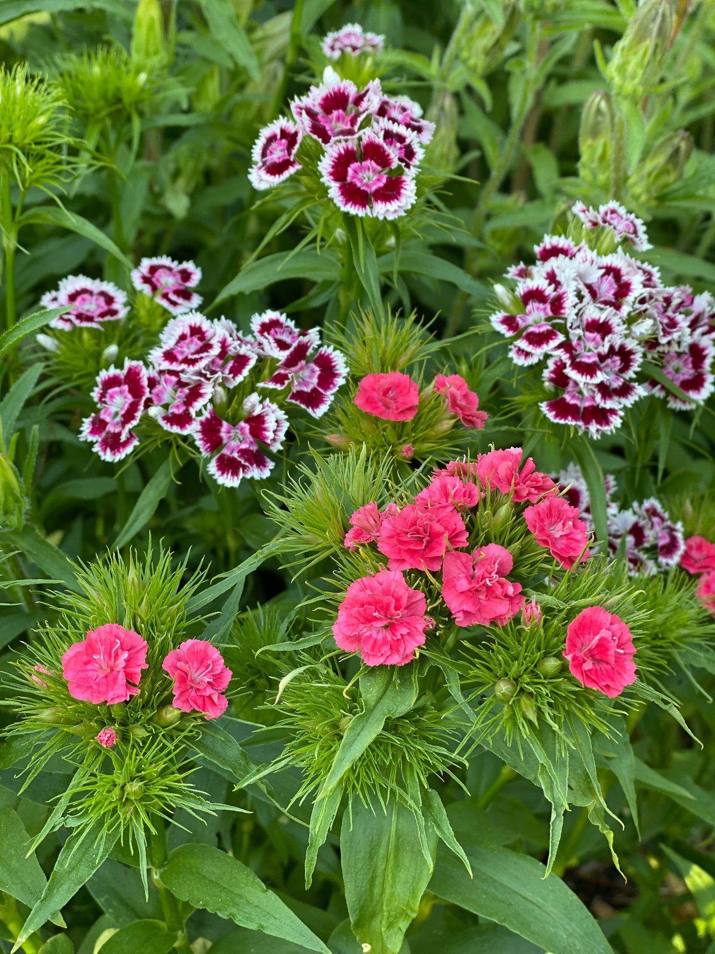 Dianthus Barbatus - œillet de poète *Mélange Super Duplex*