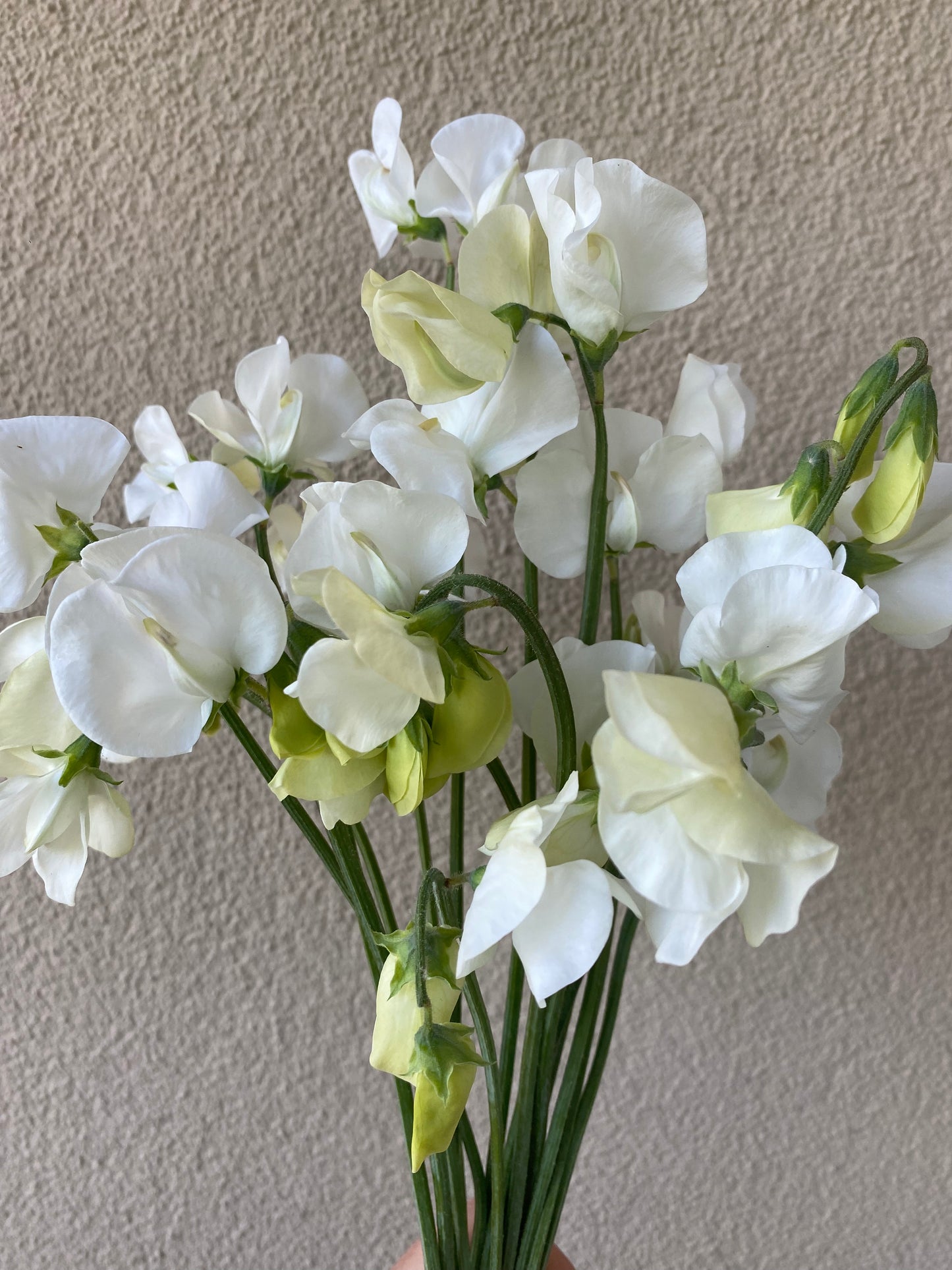 Lathyrus Odoratus - Pois sucré - Spencer Royal Wedding