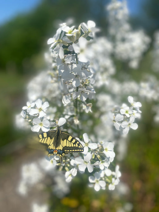 Hesperis Matronalis - Juliene des Dames - Mélange Blanc & Lavande
