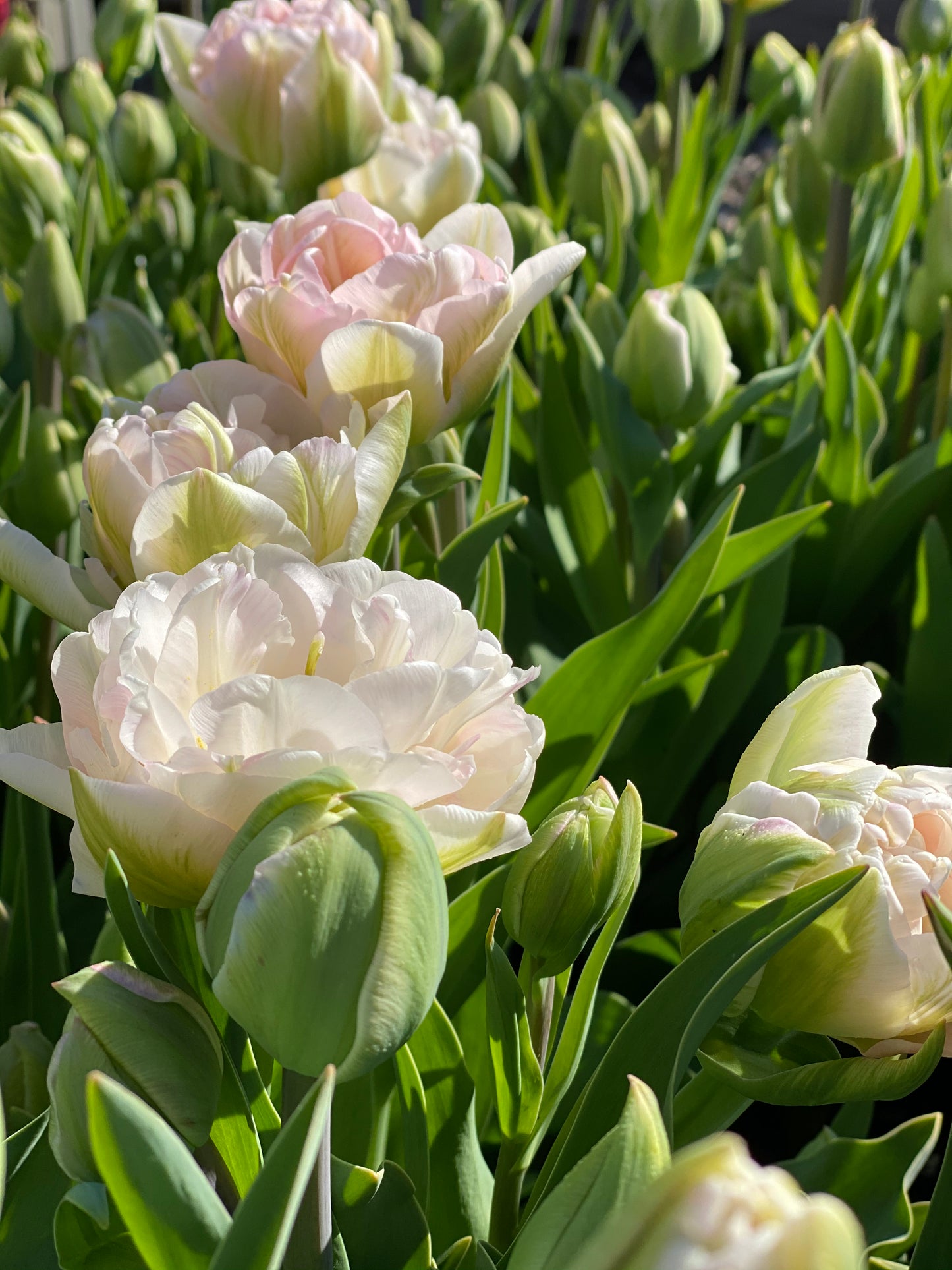 Tulipe Averyron - sachet de 10 bulbes à fleurs