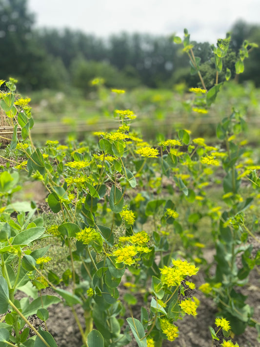 Bupleurum rotundifolium 'Griffithii'