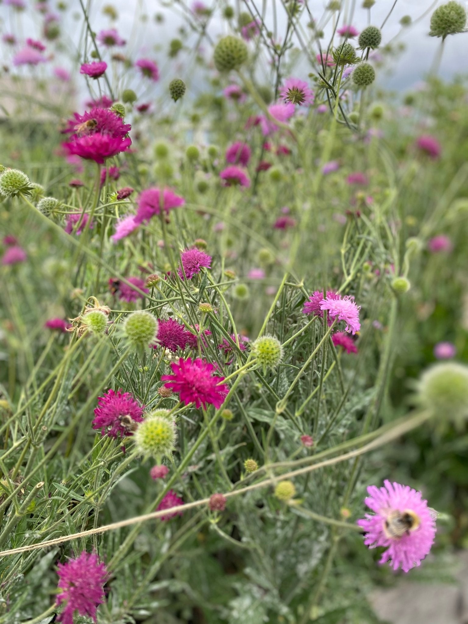 Knautia macedonica 'Melton Pastels' - Beemdkroon - Tuinkabouter Chrisje