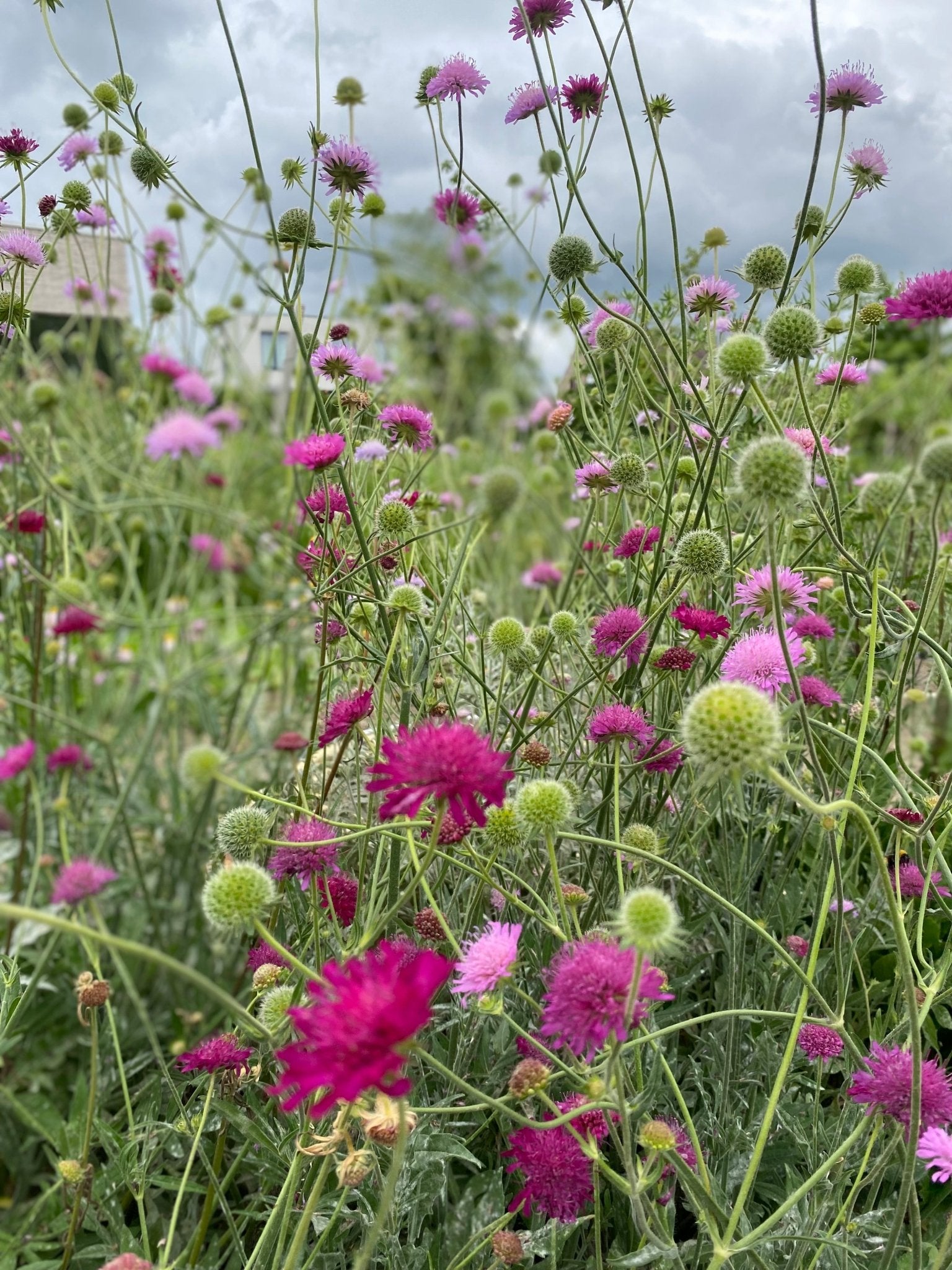 Knautia macedonica 'Melton Pastels' - Beemdkroon - Tuinkabouter Chrisje