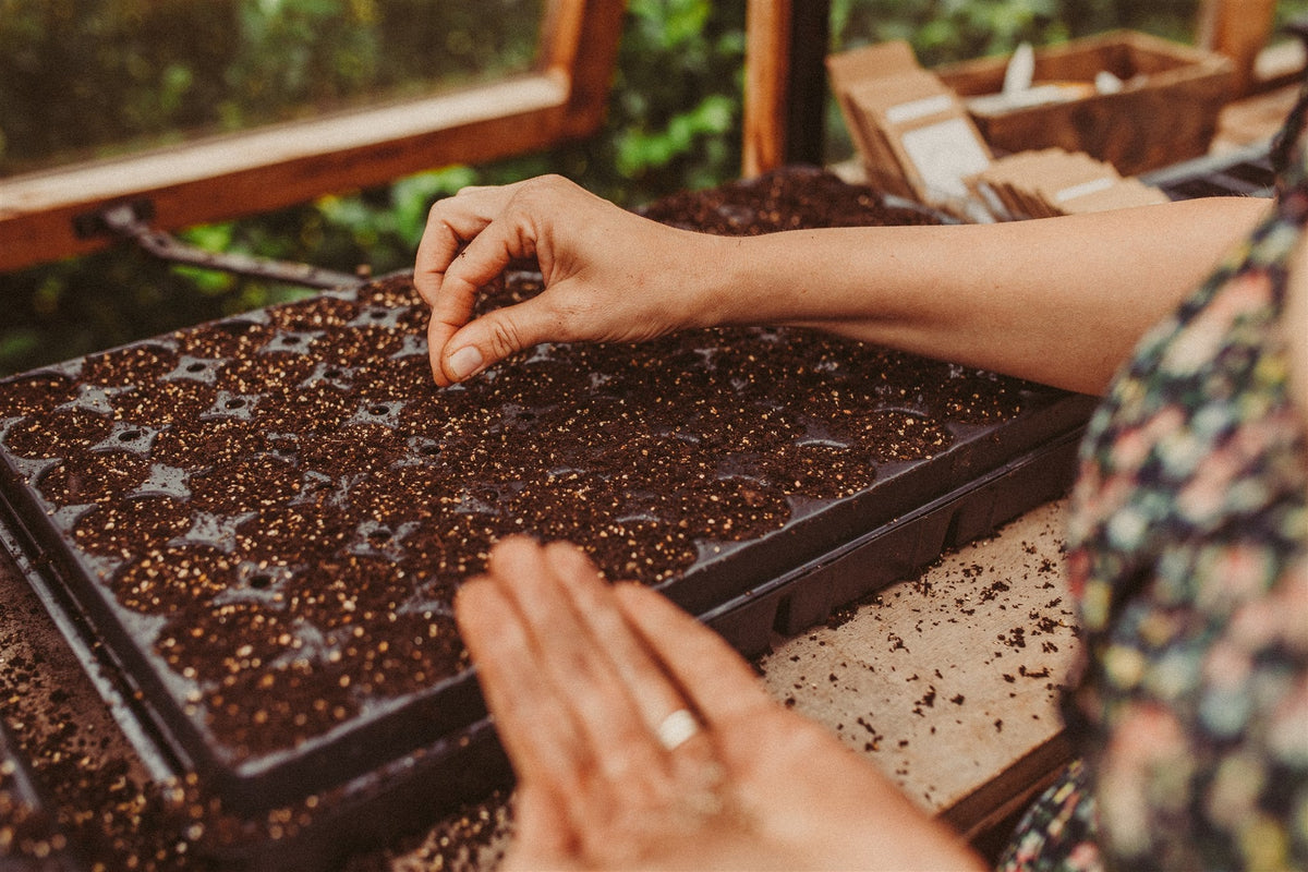 Live Zoom masterclass – Herfstzaaien voor vroege boeketten - Tuinkabouter Chrisje