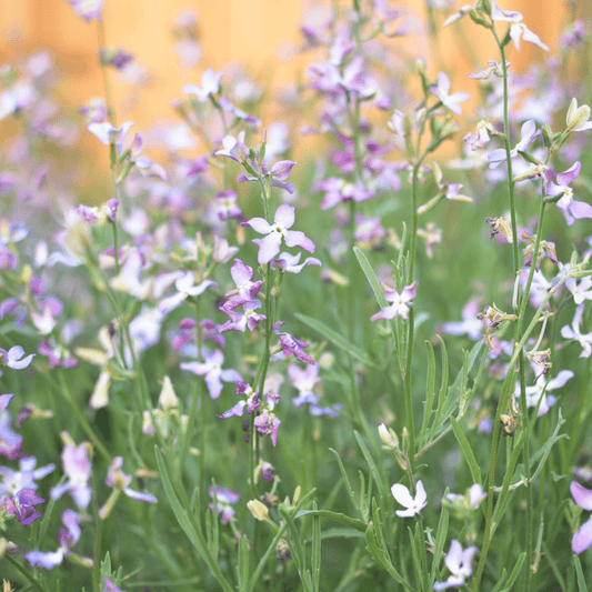 Matthiola longipetala sub. bicornis Starlight Scentsation - Tuinkabouter Chrisje