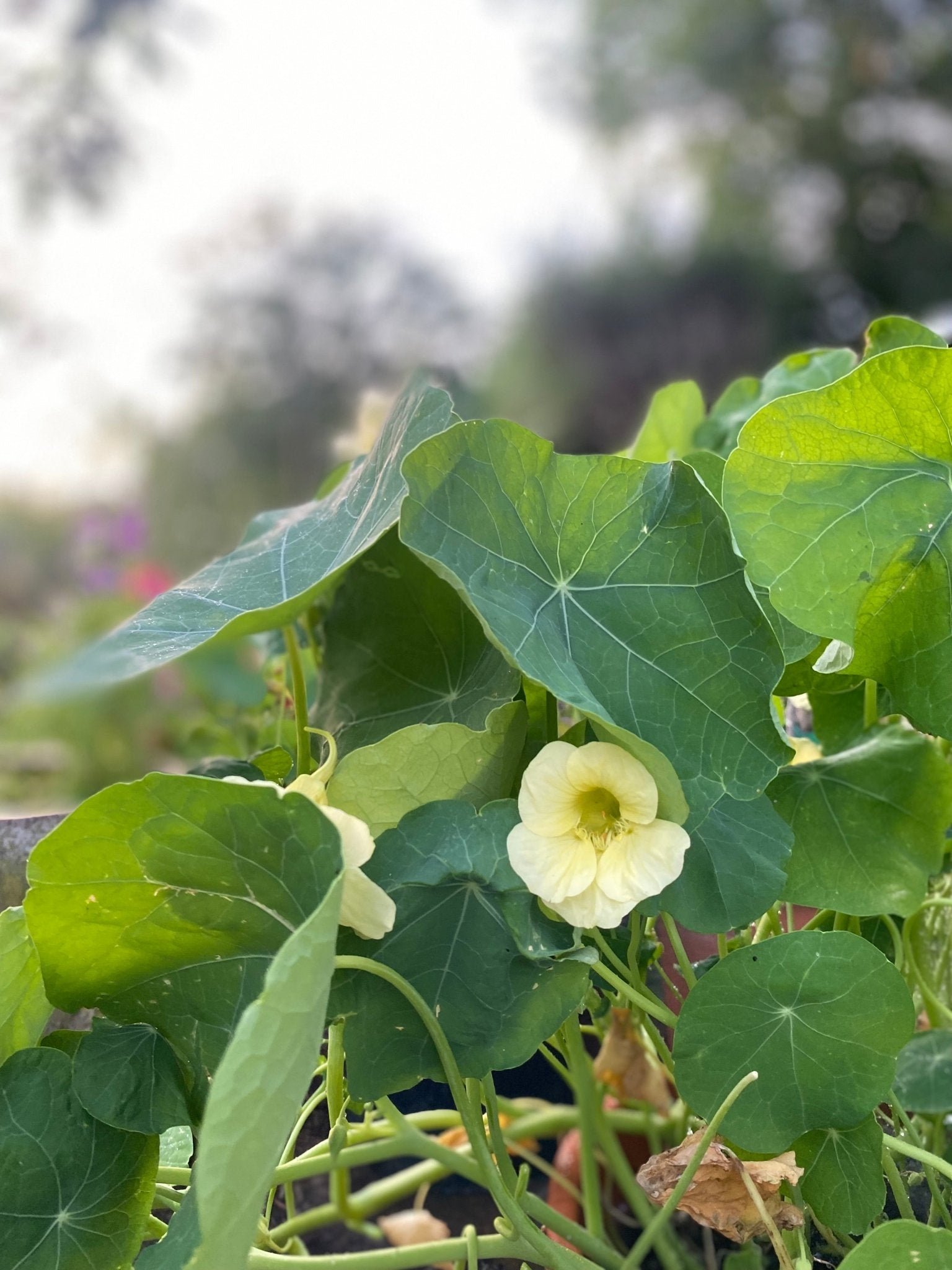 Nasturtium - Tropaeolum majus Milkmaid - Tuinkabouter Chrisje