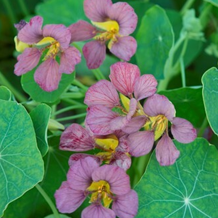 Nasturtium - Tropaeolum majus Purple Emperor - Tuinkabouter Chrisje