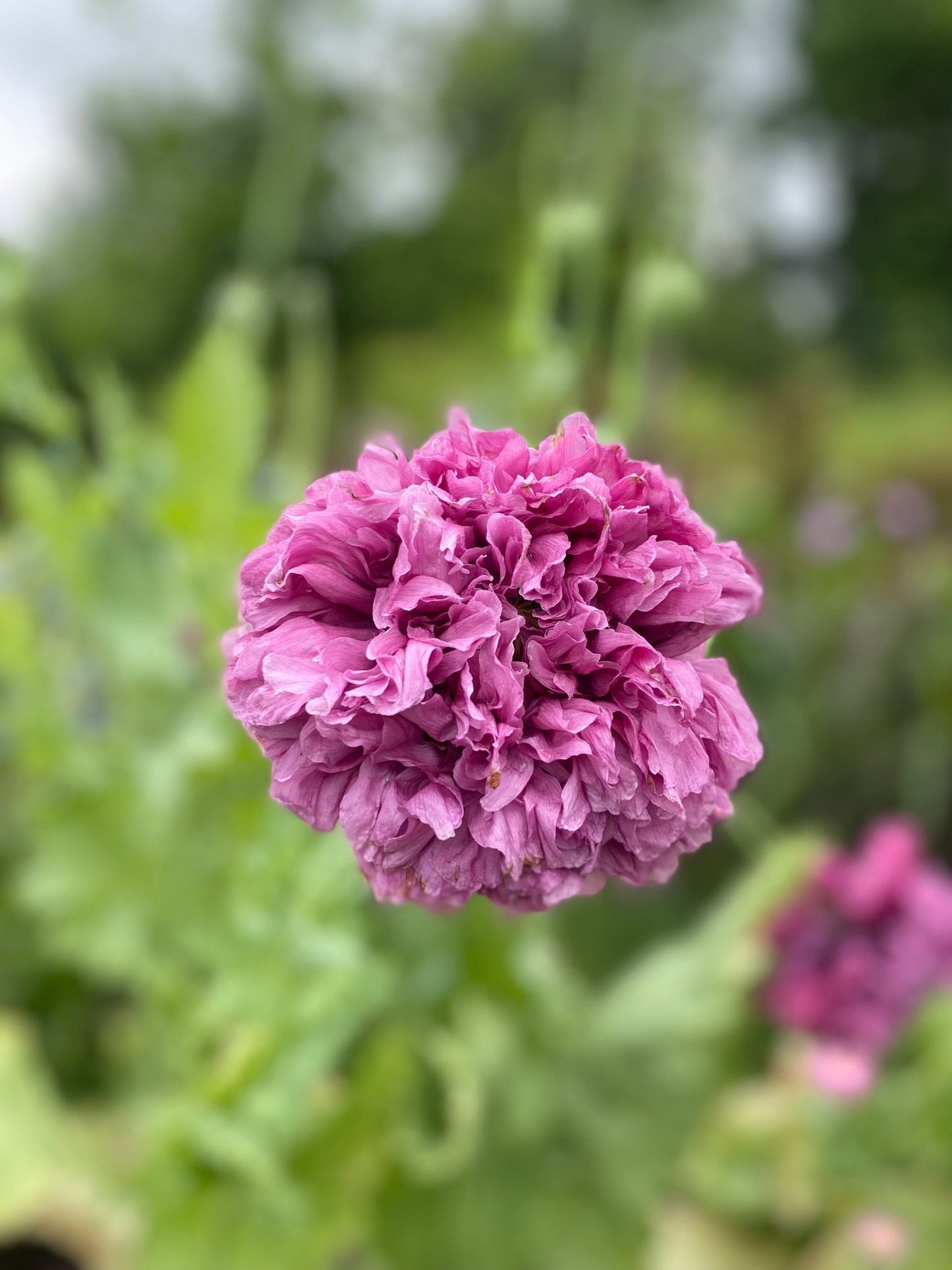 Papaver somniferum 'Purple Peony' - Tuinkabouter Chrisje