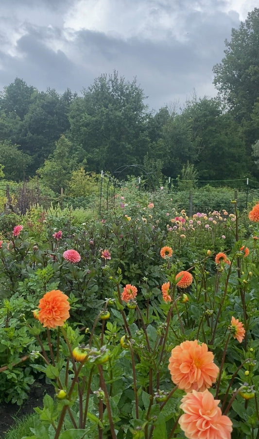 Plukkaart 2026 - 7 beurten - Tuinkabouter Chrisje