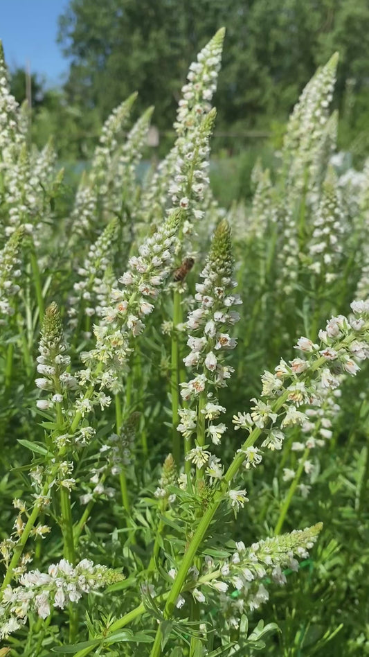 Reseda Alba - réséda blanc