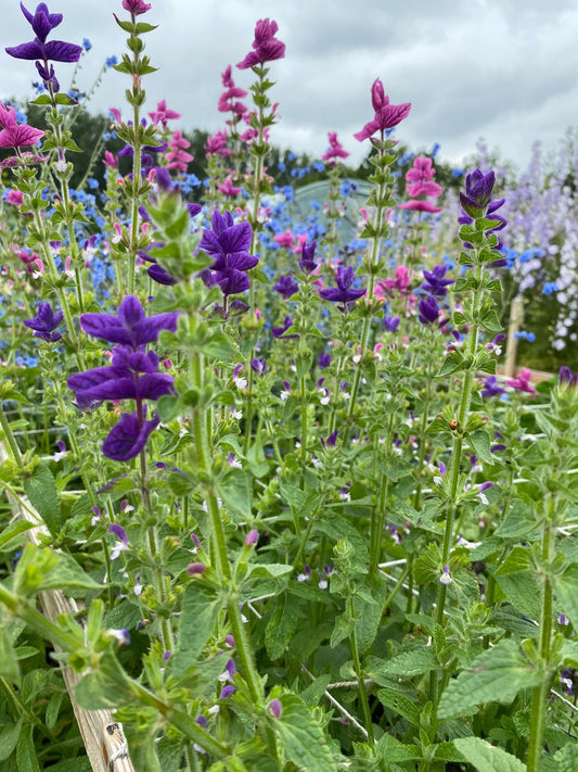 Salvia horminum mix - Tuinkabouter Chrisje
