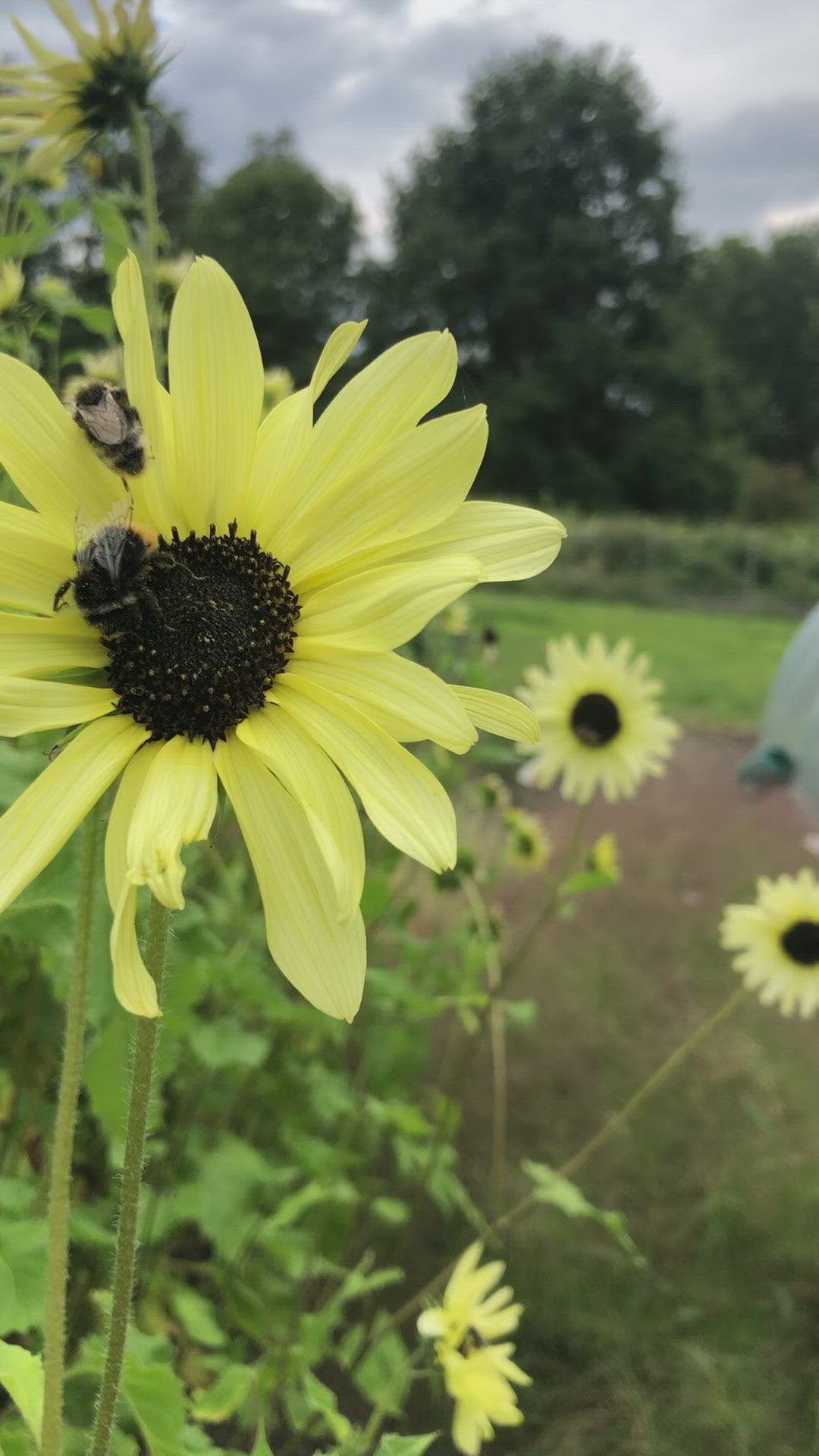 Film Zonnebloem Vanilla Ice