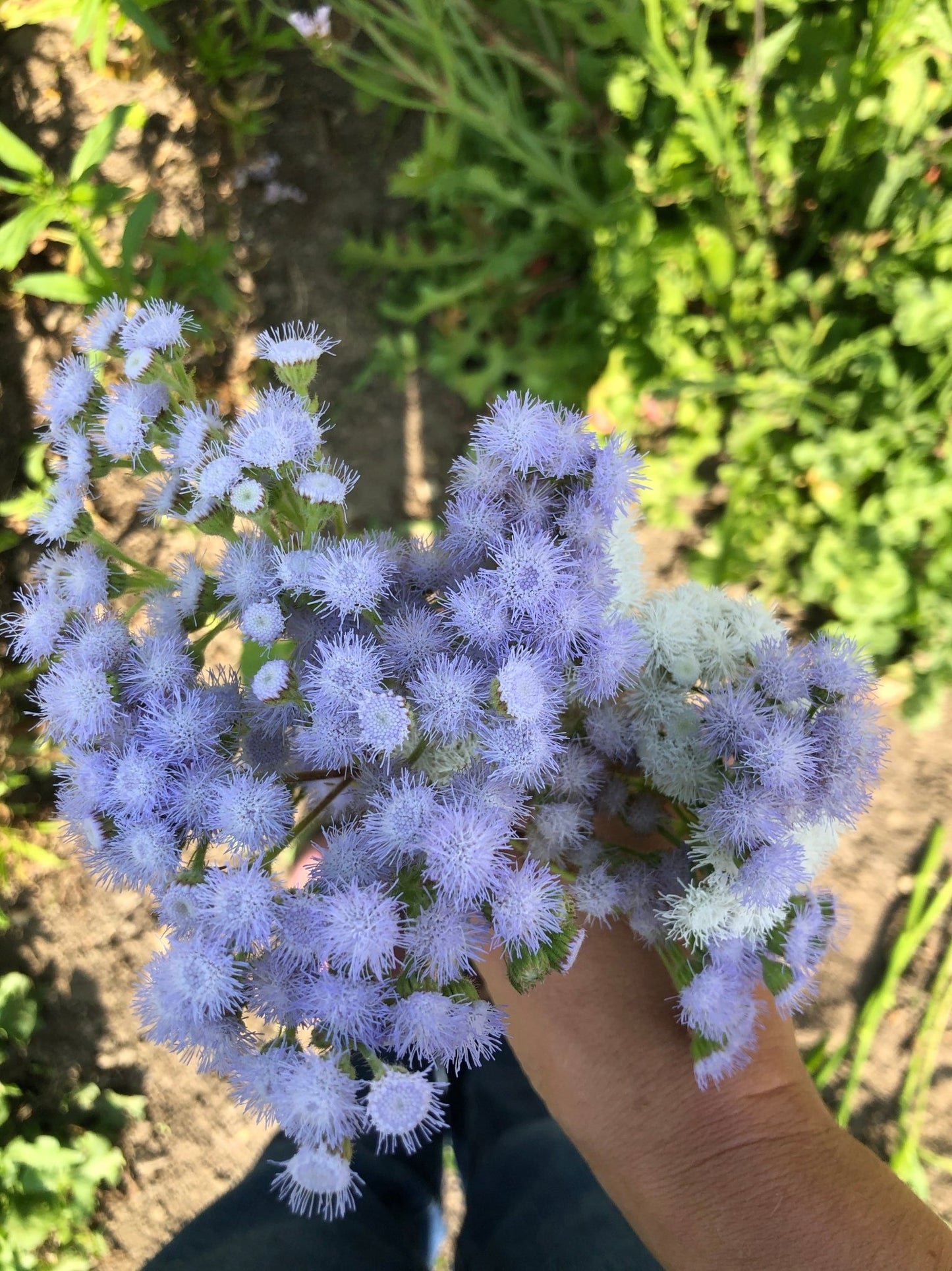 Ageratum Old Grey