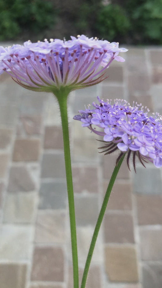 Mélange de semis Didiscus - 5 pièces