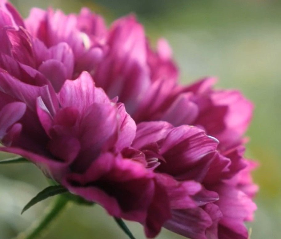 Cosmos bipinnatus Double Click Cranberries - Tuinkabouter Chrisje