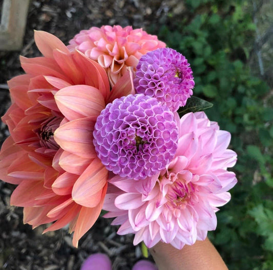 Dahlia Franz Kafka tubercules