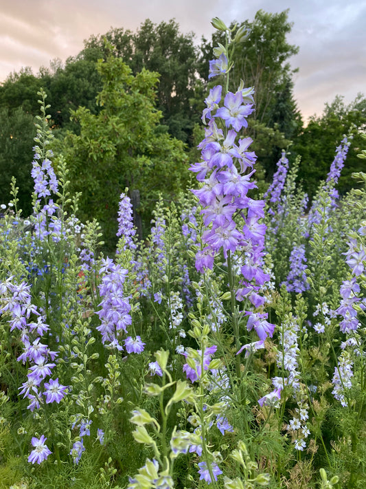 Delphinium Consolida Ajacis - Chrisje's Mix - (pied d'alouette)