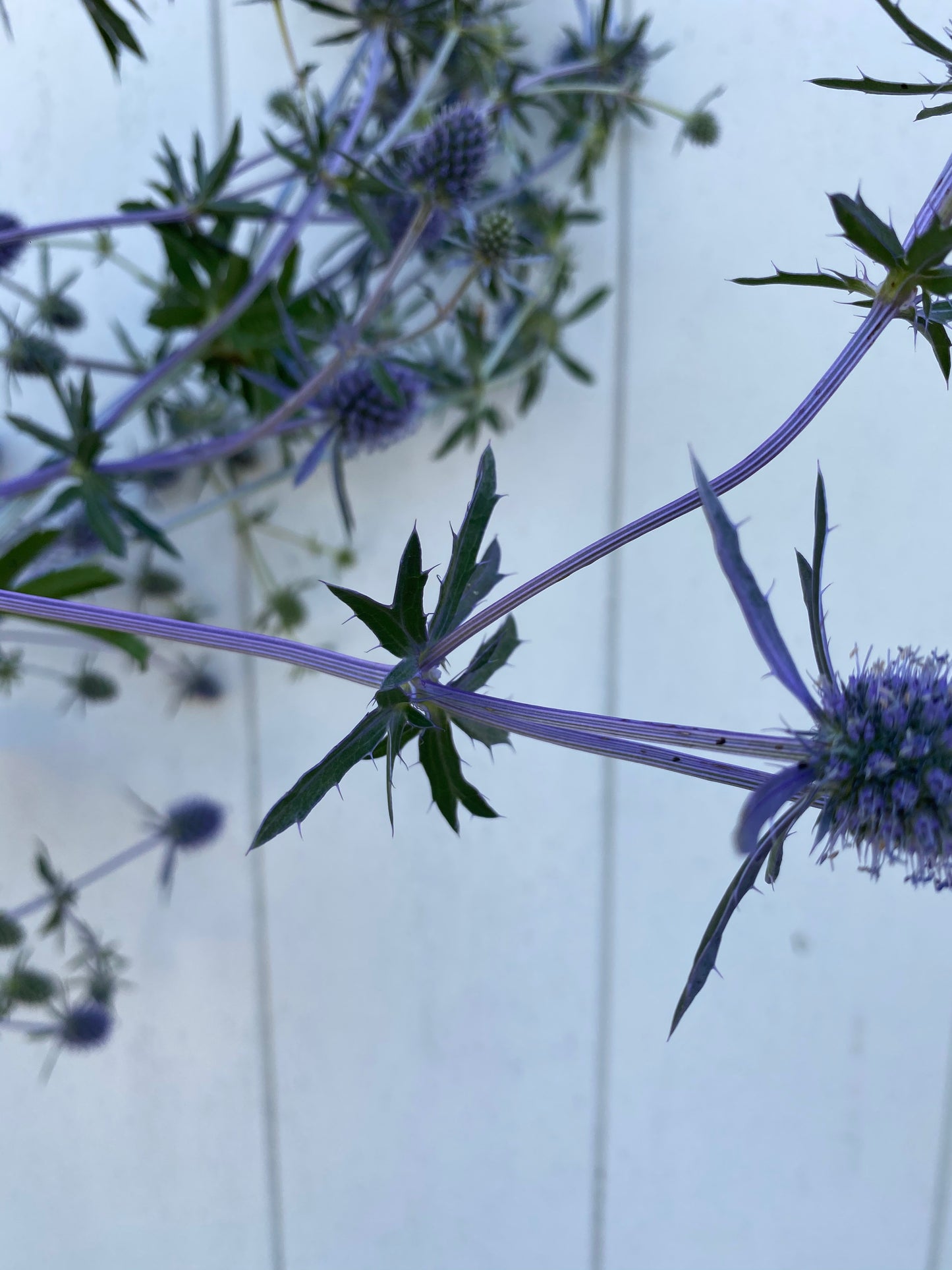 Eryngium Planum - Chardon bleu