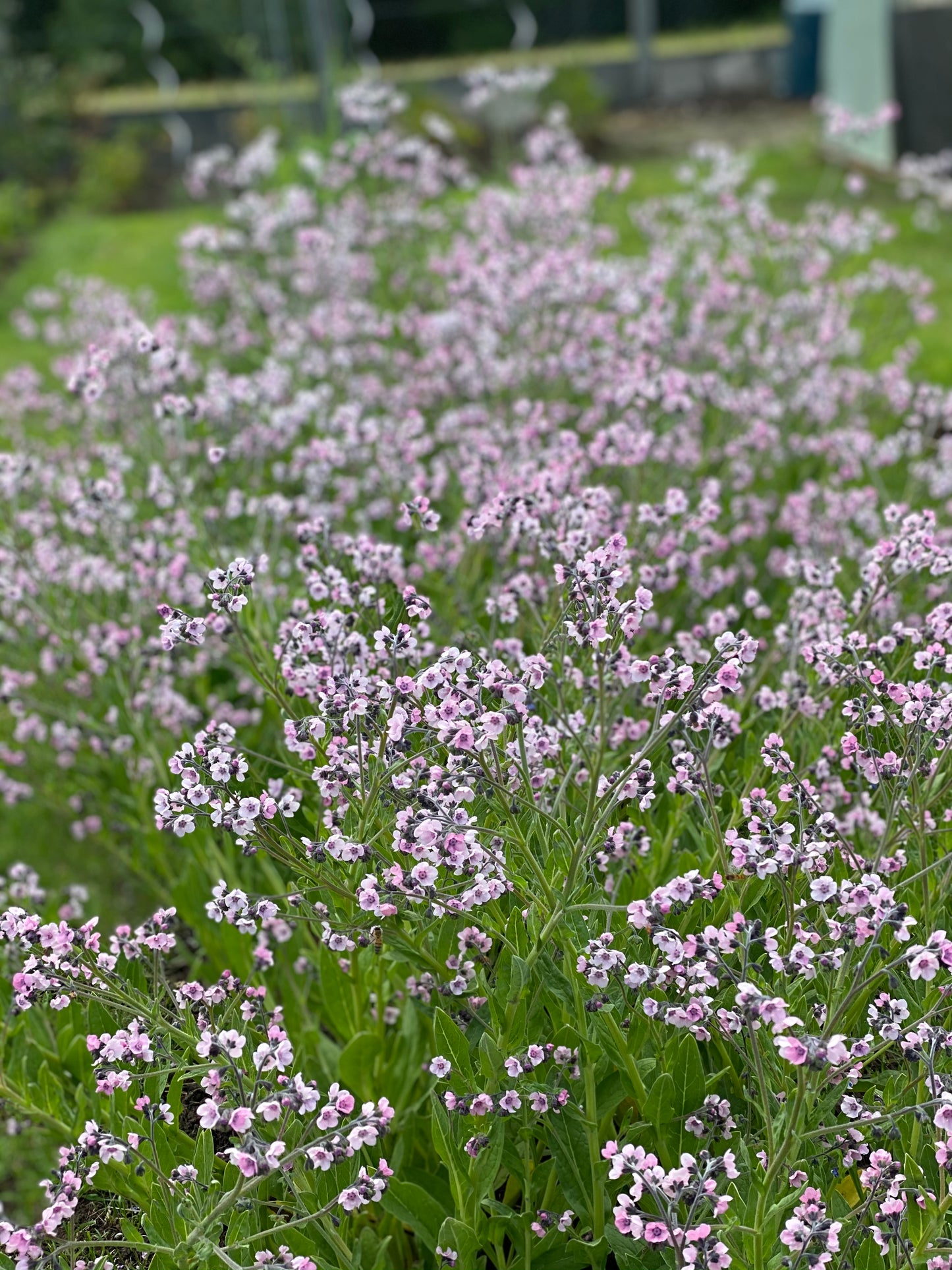 Cynoglossum amabile « Rose mystique » – Myosotis de Chine (rose clair)