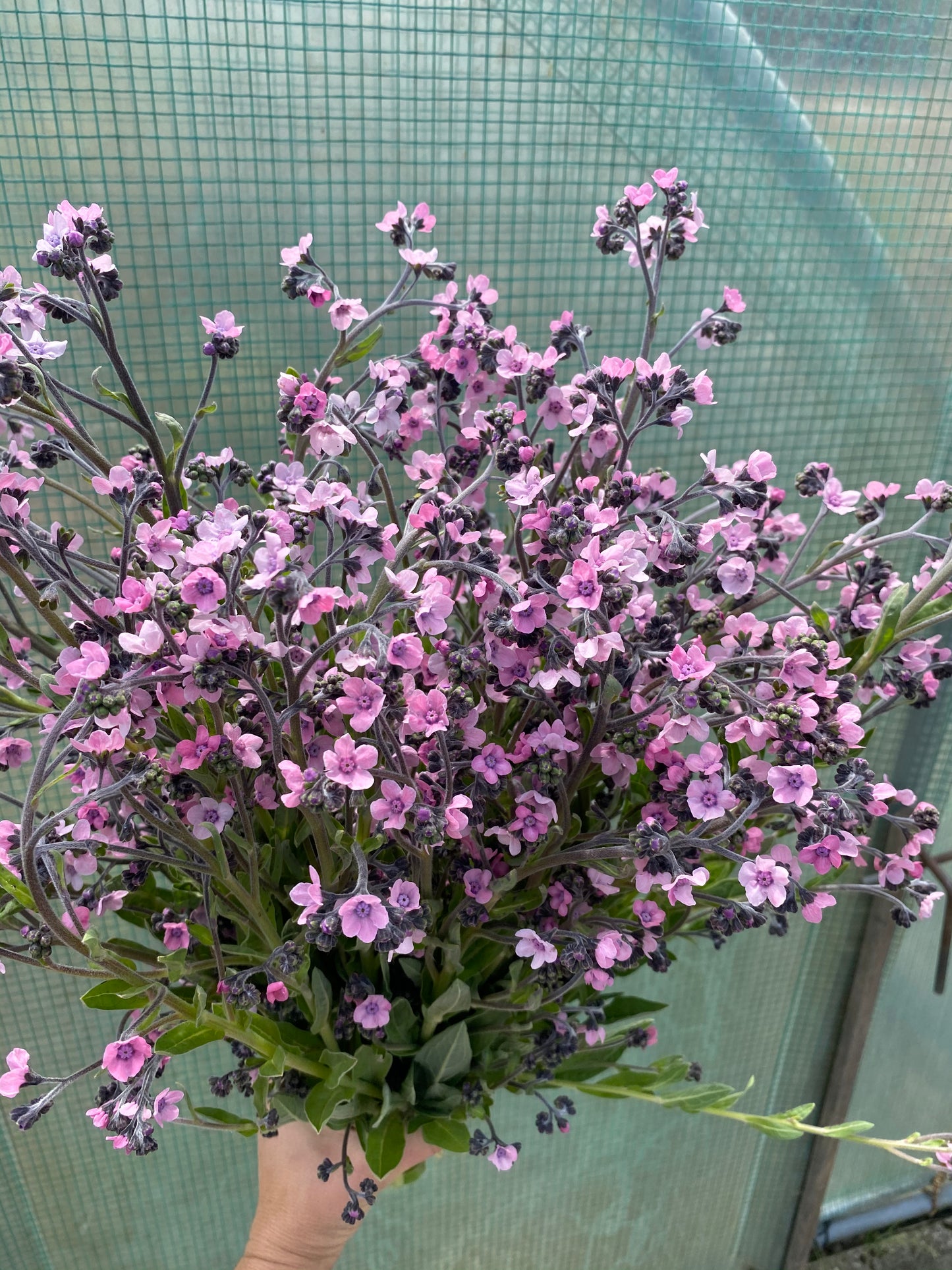 Cynoglossum amabile « Rose mystique » – Myosotis de Chine (rose clair)