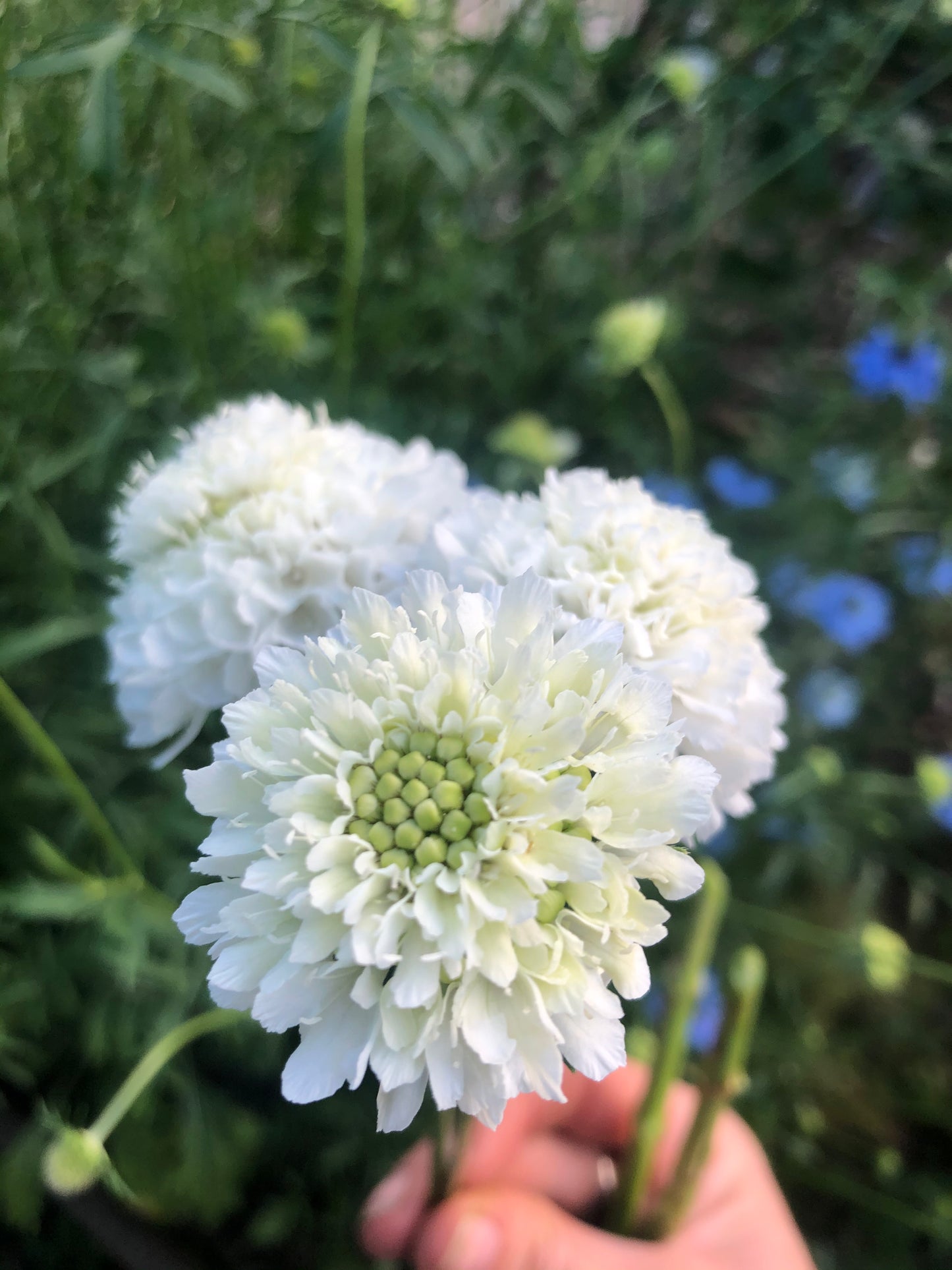 Scabiosa atropurpurea "Mix"