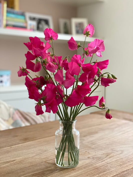 Lathyrus Odoratus - Sweet Sweet Pea Spring Sunshine Cerise