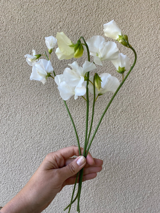 Lathyrus Odoratus - Sweet Sweet Pea Spring Sunshine White
