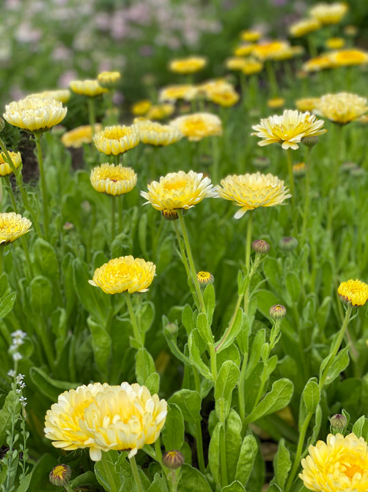 Calendula 'Ivory Princess' bloemen in bloei