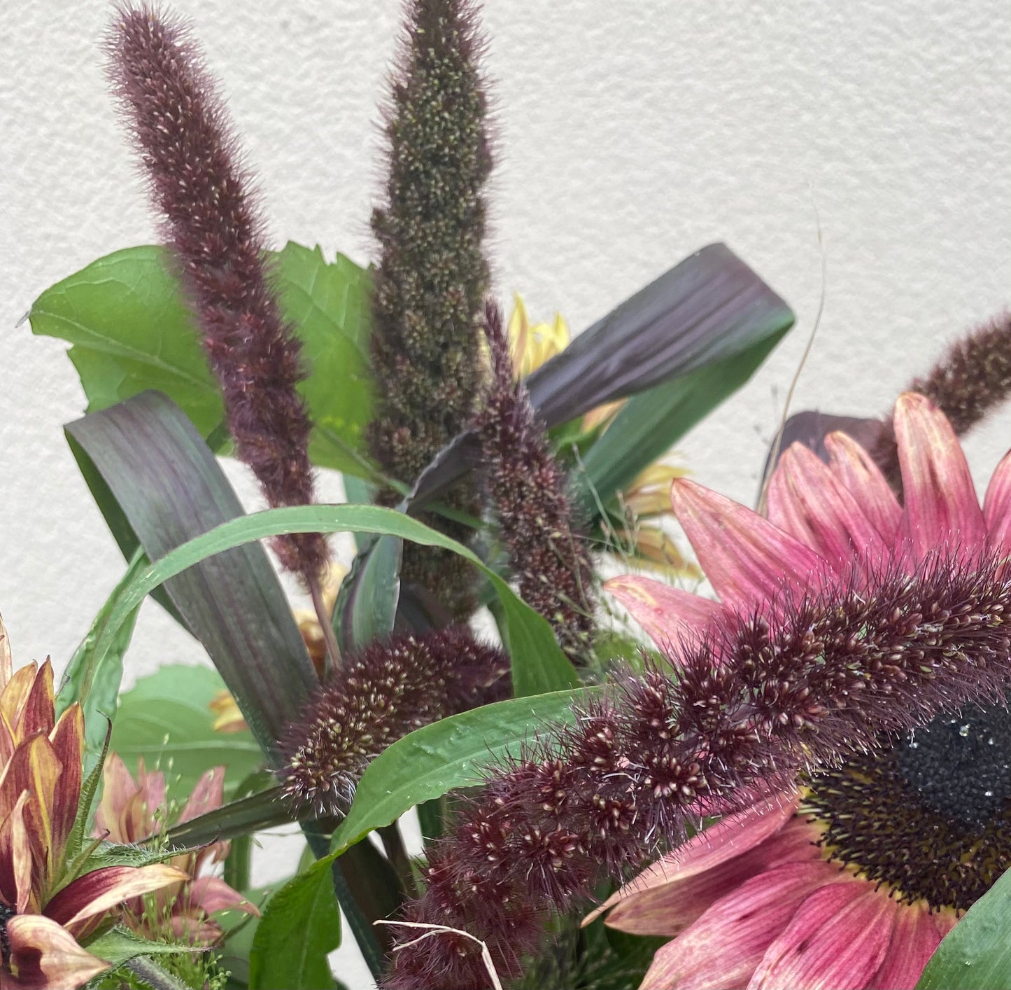 Setaria Italica 'Red Jewel' - Semis de millet oiseau - jeune plante - 5 pièces