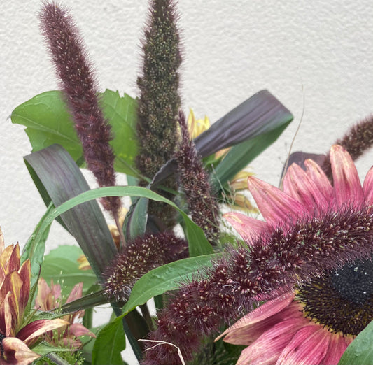 Setaria Italica 'Red Jewel' - Semis de millet oiseau - jeune plante - 5 pièces