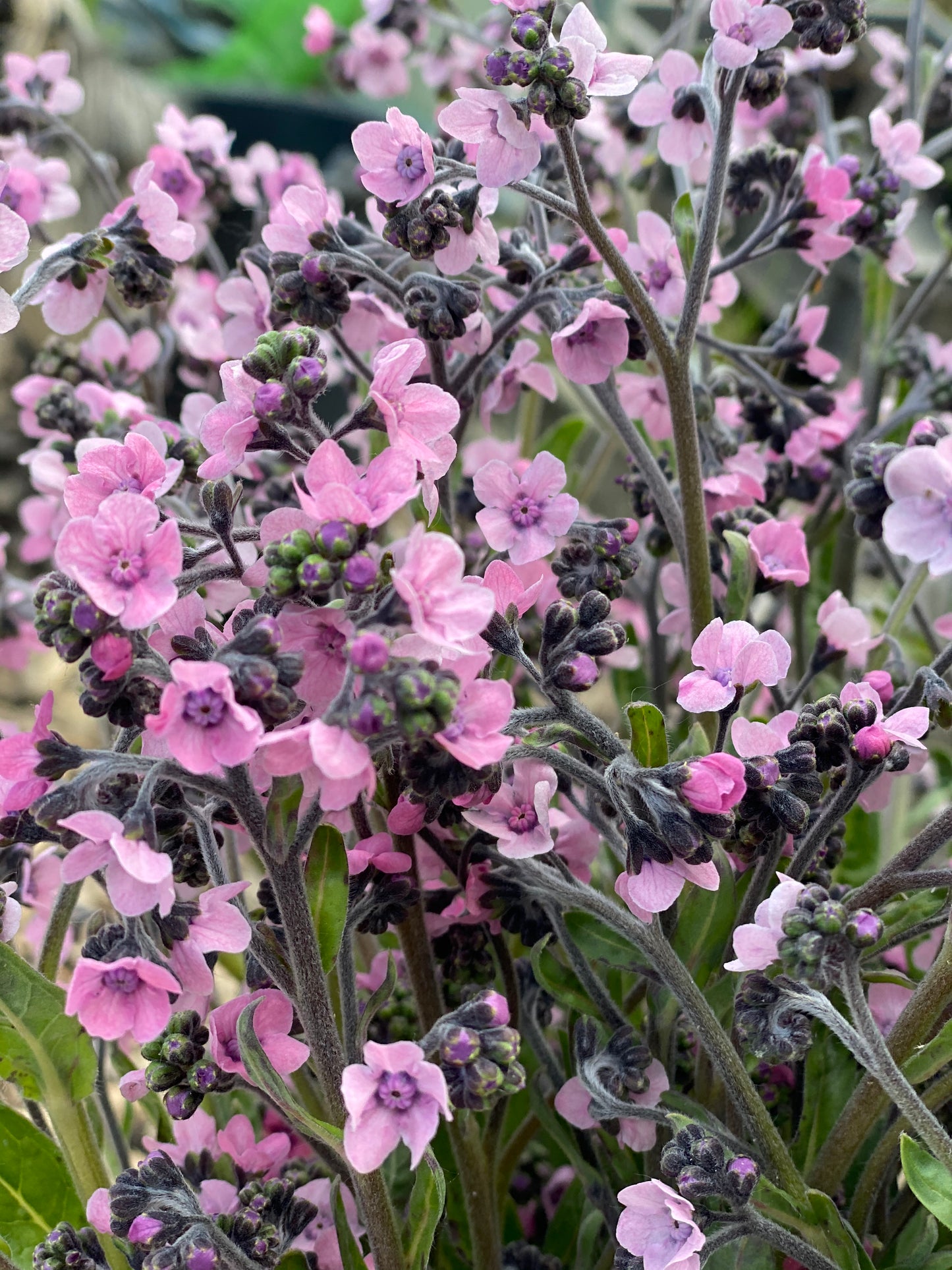 Cynoglossum amabile « Rose mystique » – Myosotis de Chine (rose clair)