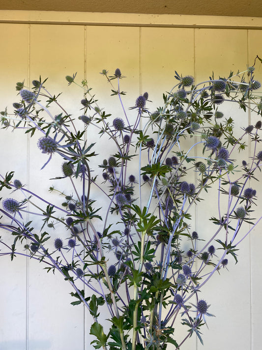 Eryngium Planum - Chardon bleu