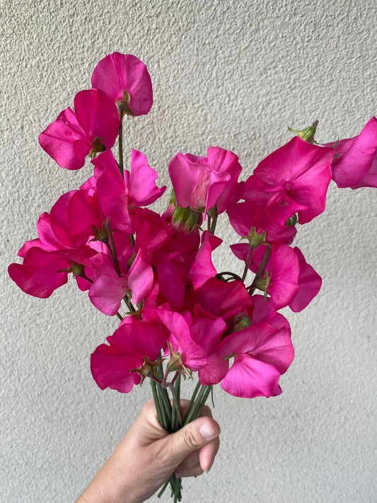 Lathyrus Odoratus - Sweet Sweet Pea Spring Sunshine Cerise