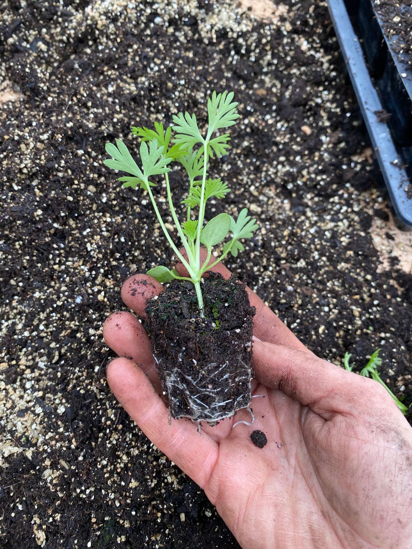Snapdragon Seedling Potomac Appleblossom - 5 pièces