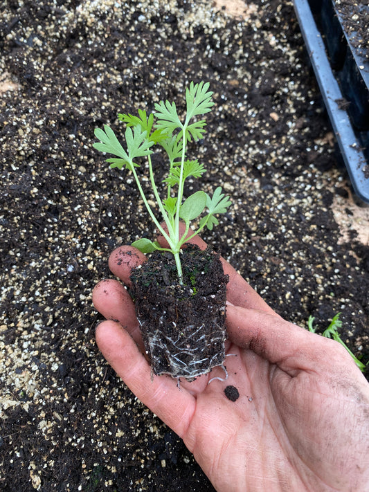 Snapdragon Seedling Potomac Appleblossom - 5 pièces