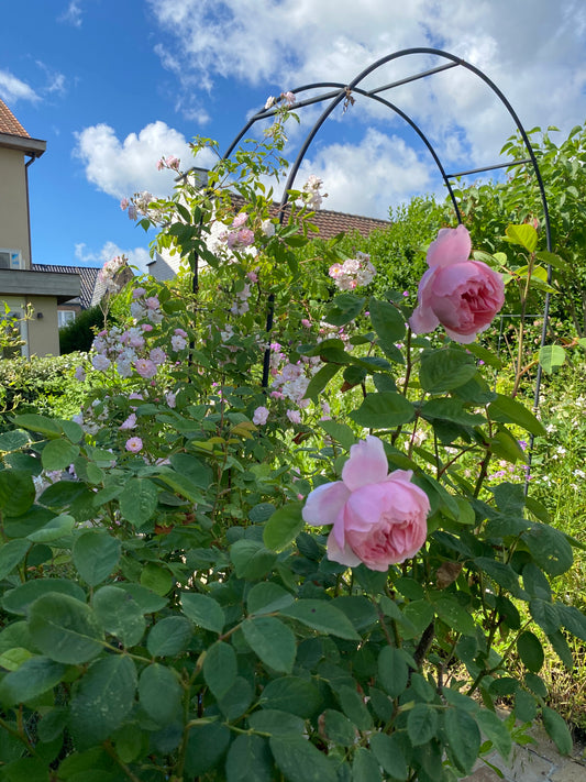 Arche de roses – Arche grimpante gracieuse