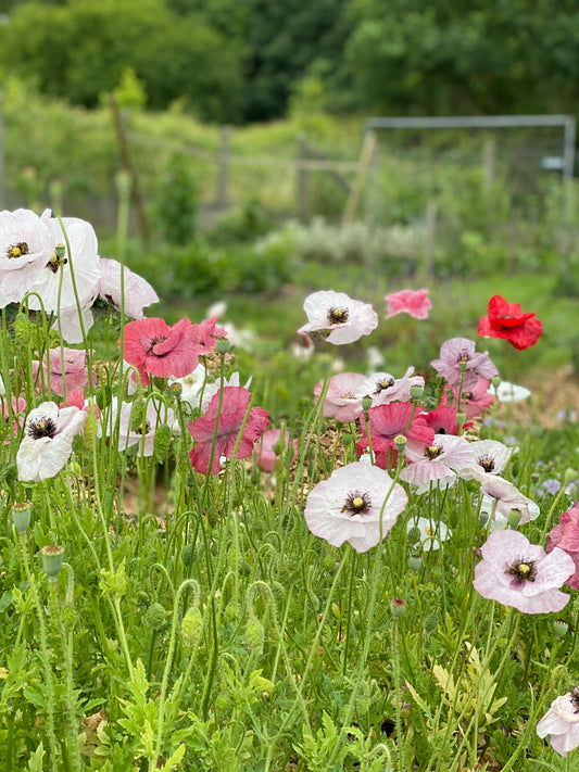 Papaver Rhoeas "Mélange de Chrisje"