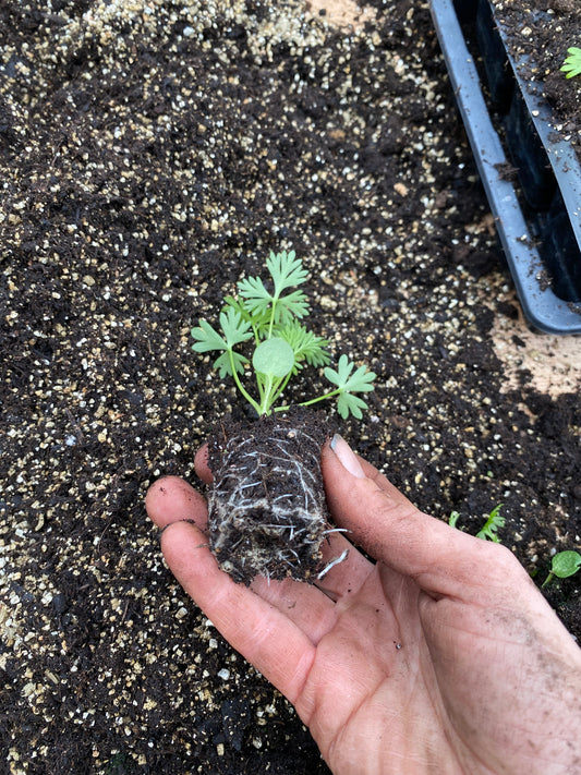 Snapdragon Seedling Potomac Appleblossom - 5 pièces