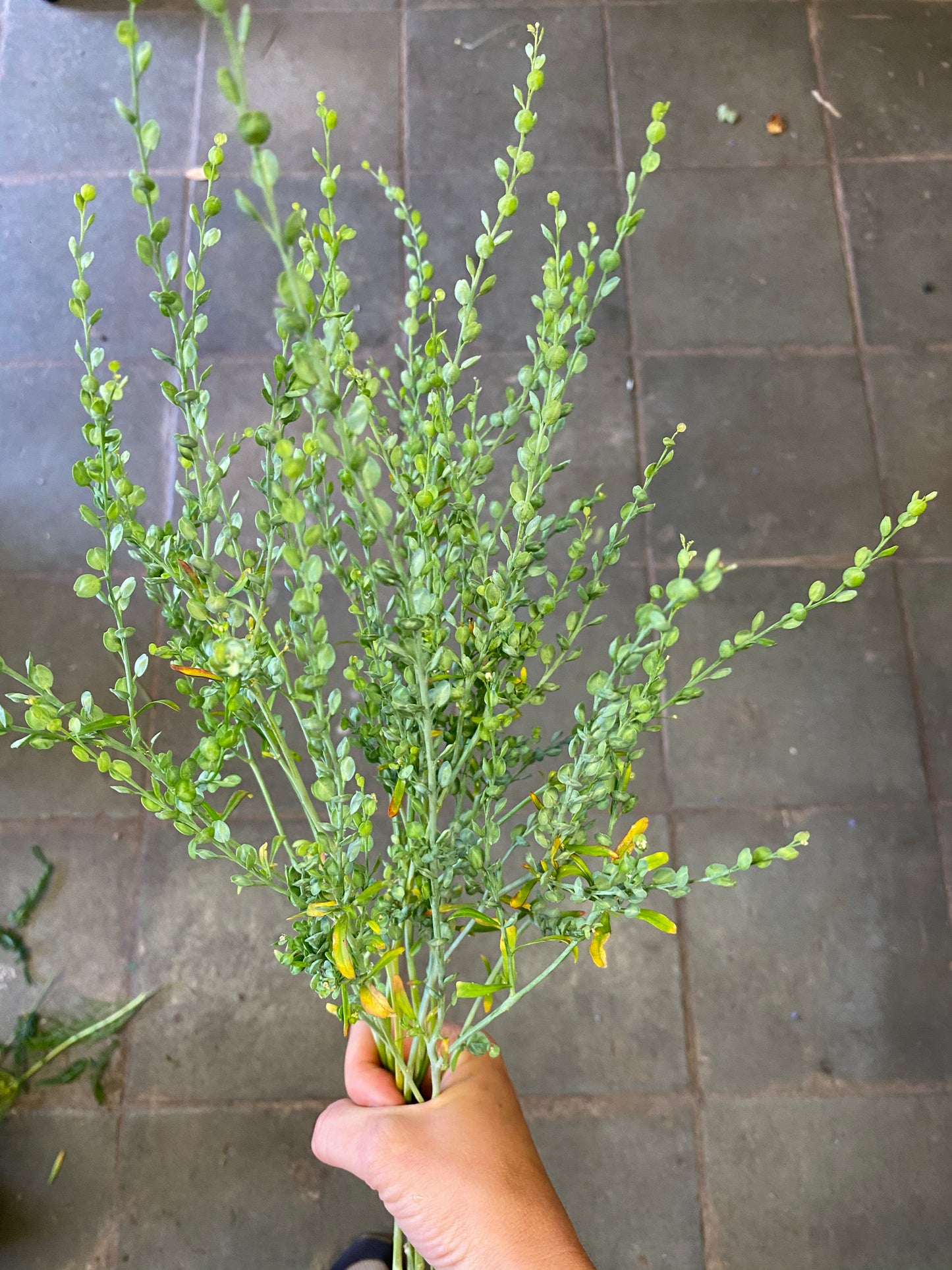 Lépidium Sativum - Cresson