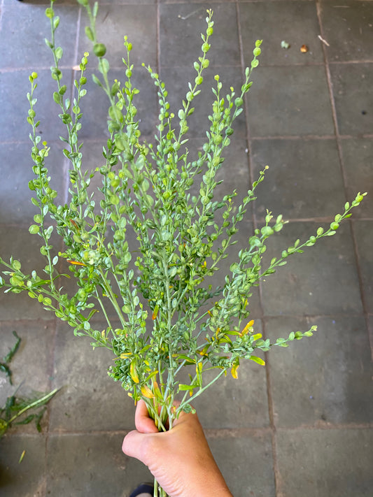 Lépidium Sativum - Cresson