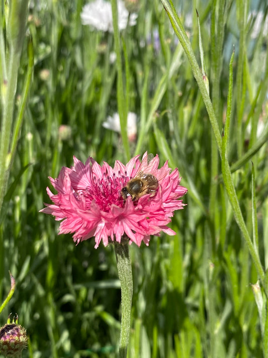Bleuet - Centaurea cyanus 'Ball Pink'
